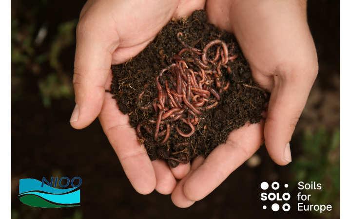 Soil Week 2024: National Citizen Science project in the Netherlands celebrates soil animals