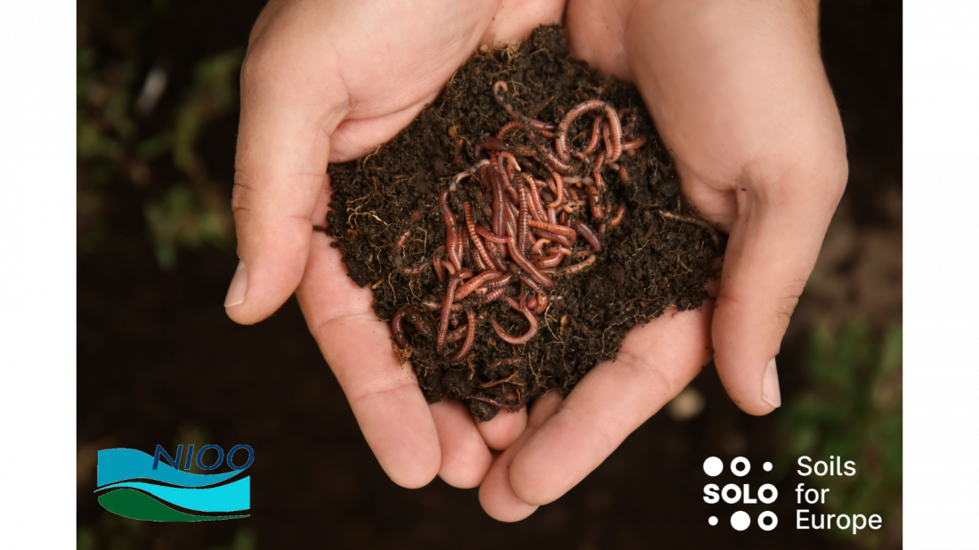 Soil Week 2024: National Citizen Science project in the Netherlands celebrates soil animals