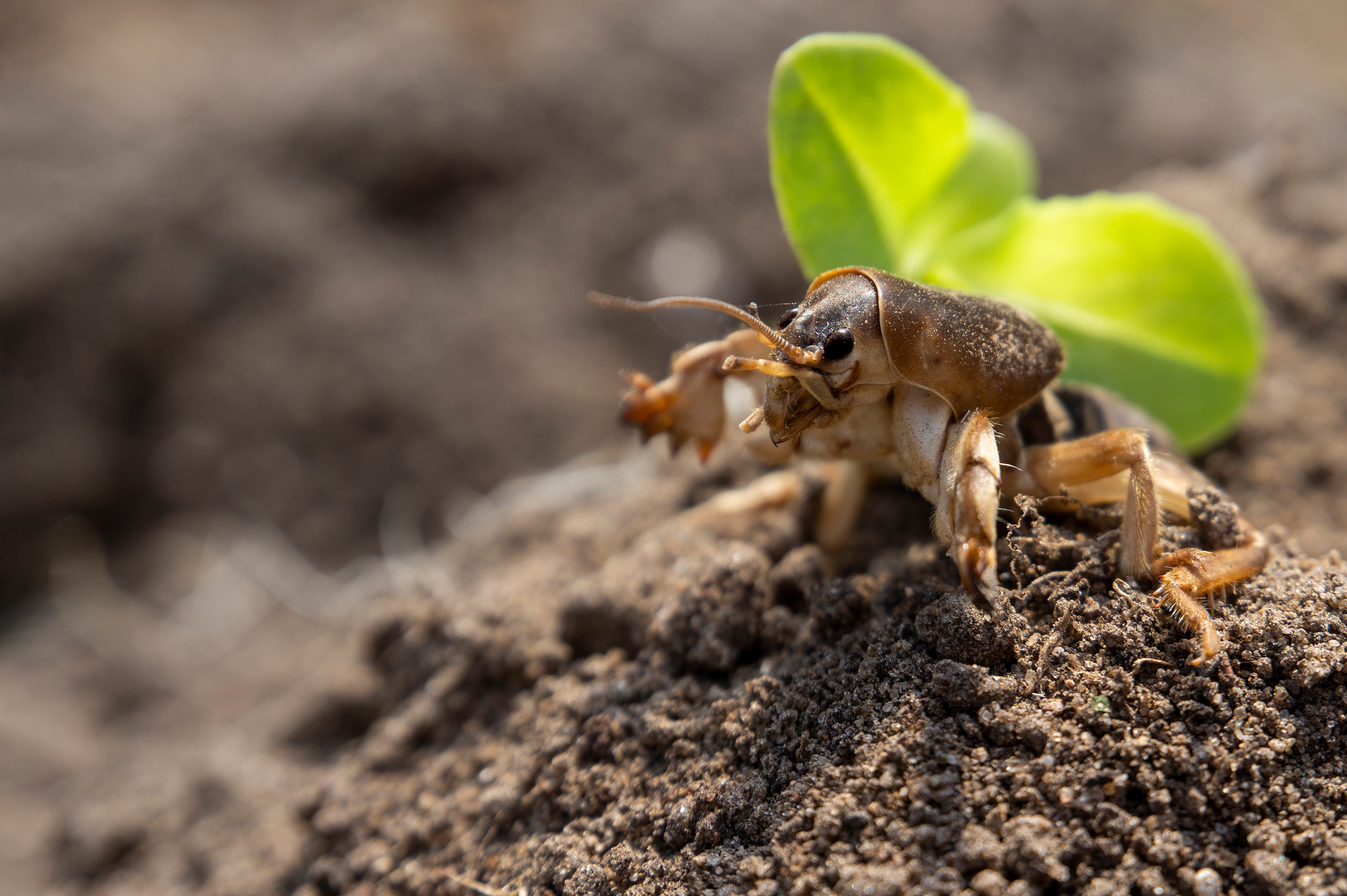 A mole cricket on a mound of soil beside a green seedling