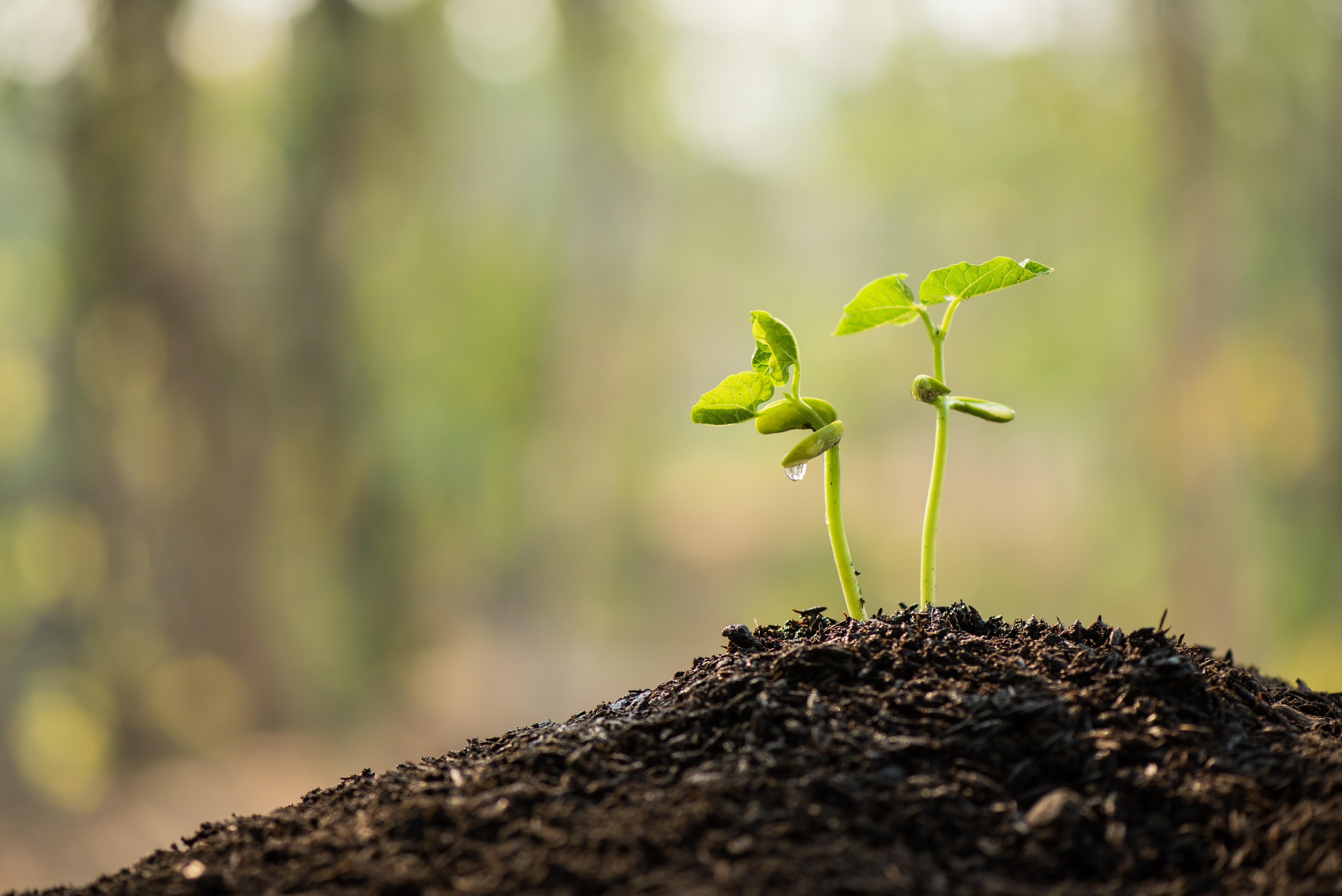 Two seedlings emerging from dark soil